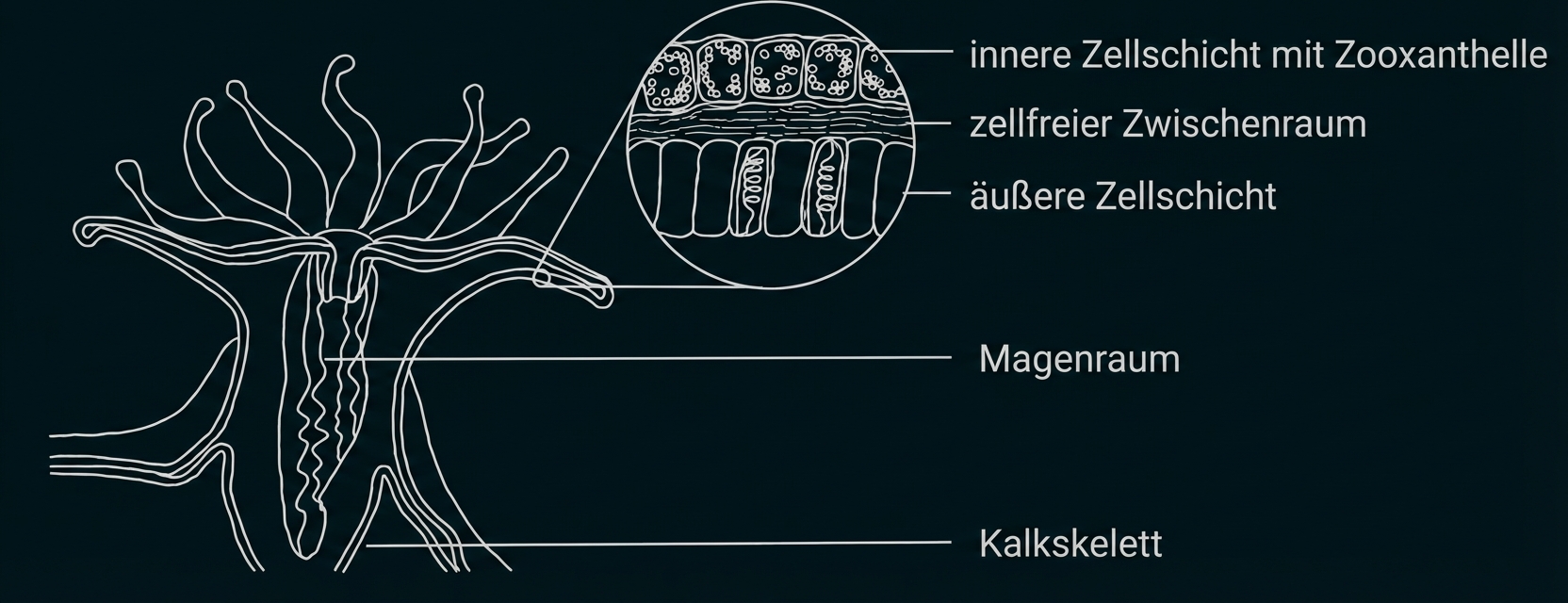 Querschnitt eines Korallenpolypen mit Zellschichten, Magenraum und Kalkskelett.